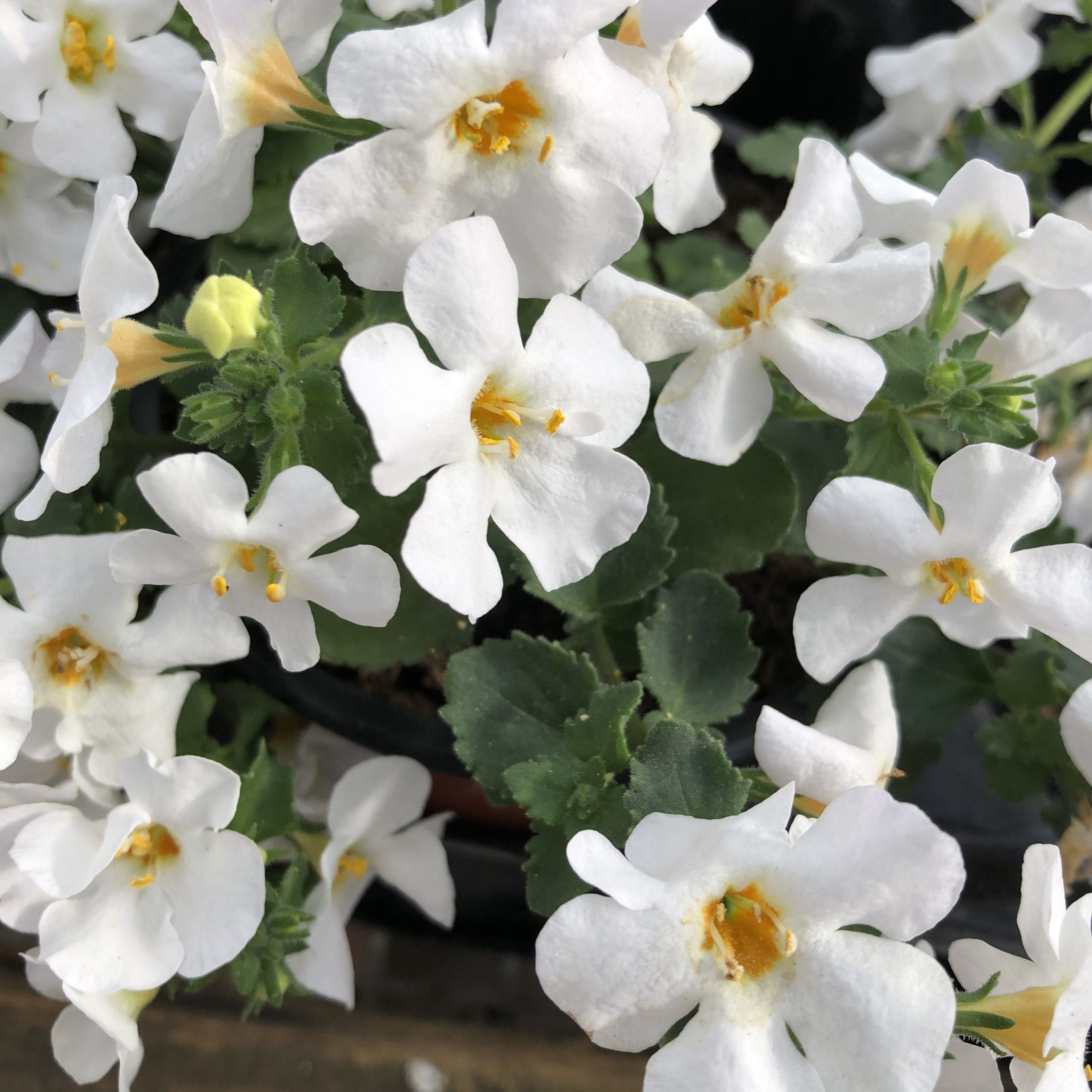 Bacopa Fleurs Blanches Pot 11 cm