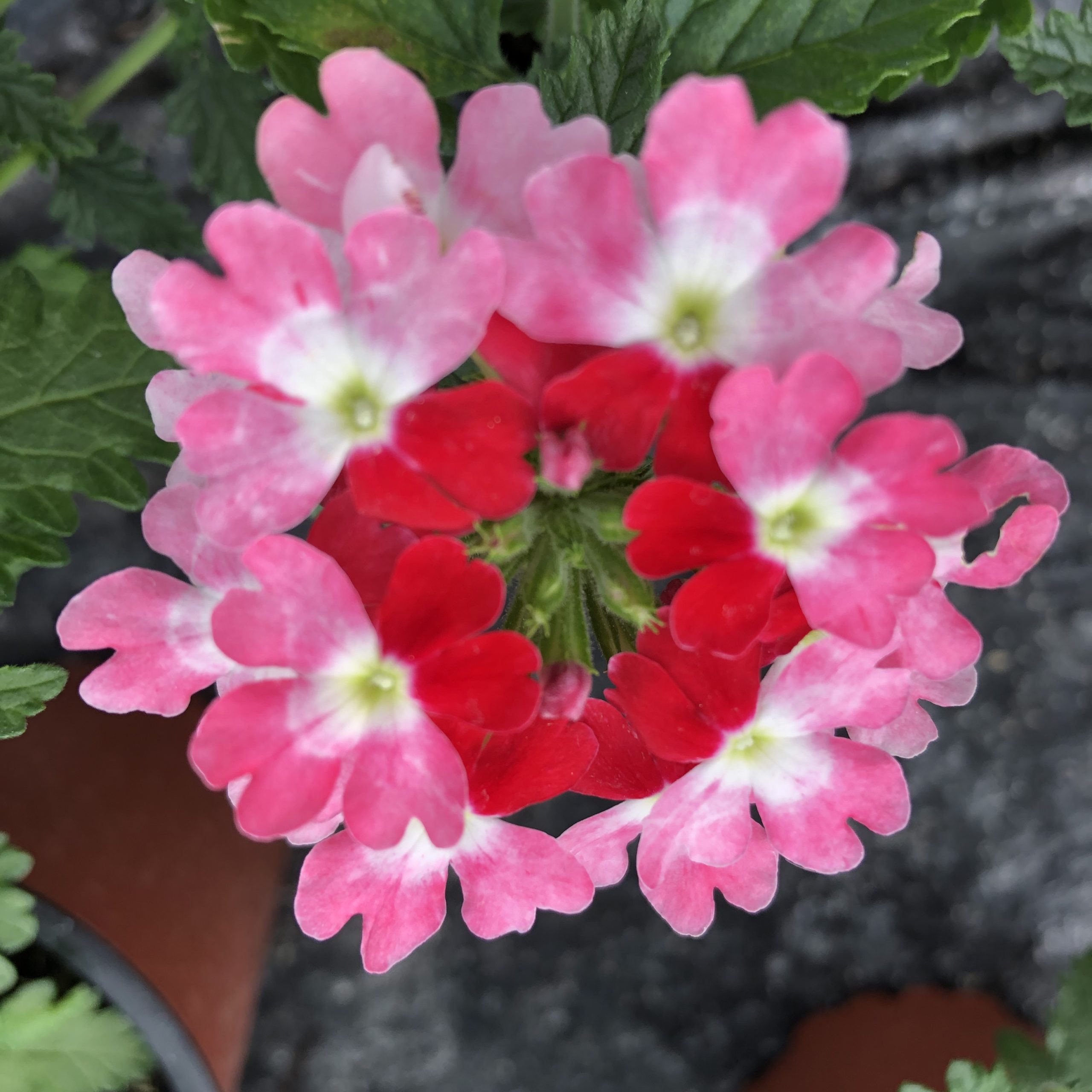 Verveine Fleur (couleurs variées) Pot 11 cm