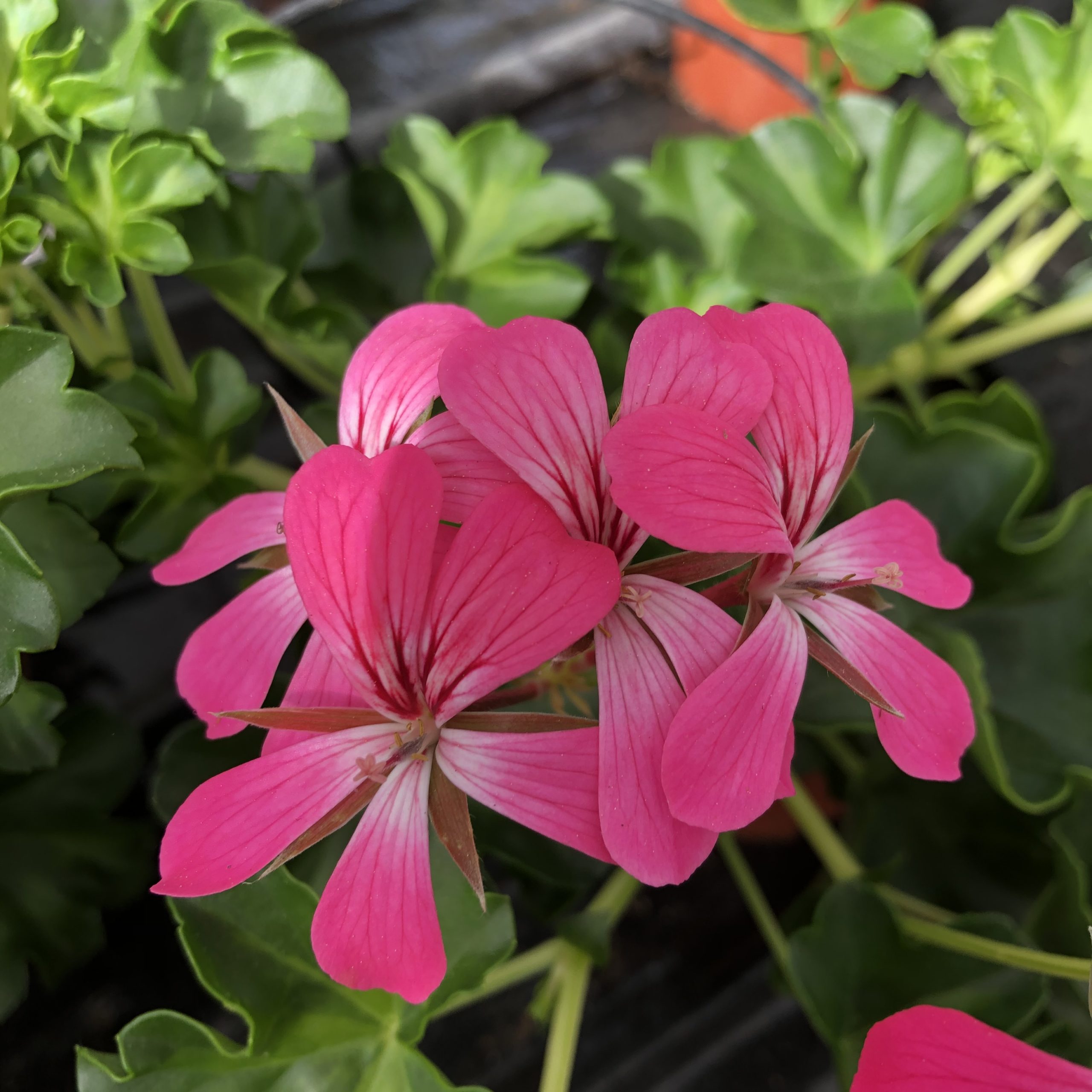 Géranium Lierre Décora Desrumeaux Pot 13 cm