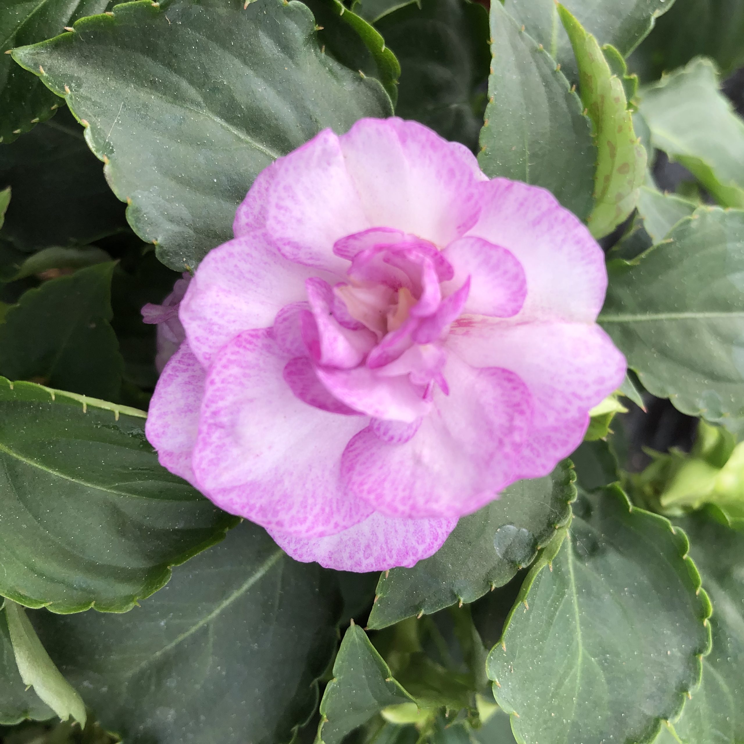 Impatiens Doubles Parme Pot 11 cm Impatiens Doubles Parme Pot 11 cm