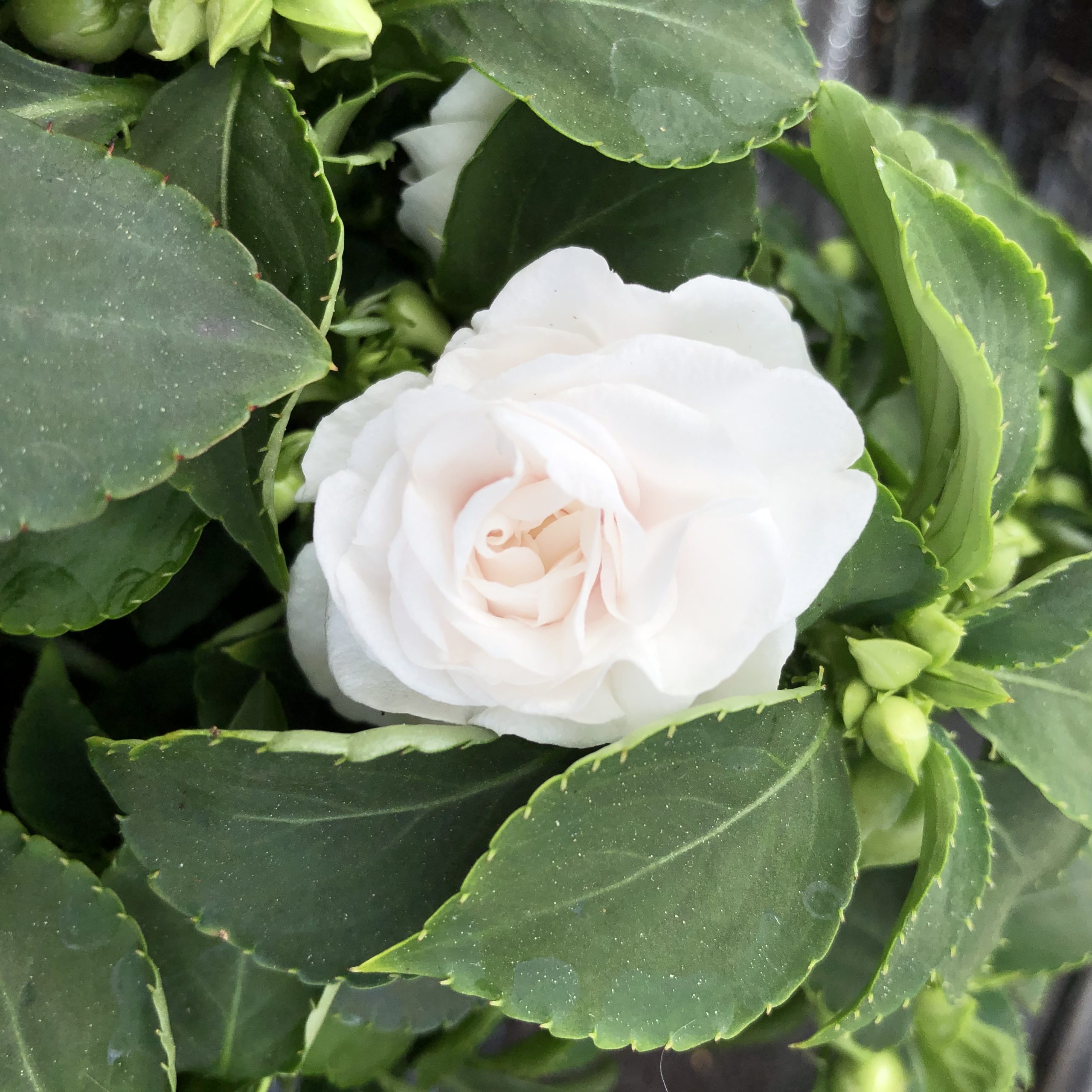Impatiens Doubles Blanc Pot 11 cm Impatiens Doubles Blanc Pot 11 cm