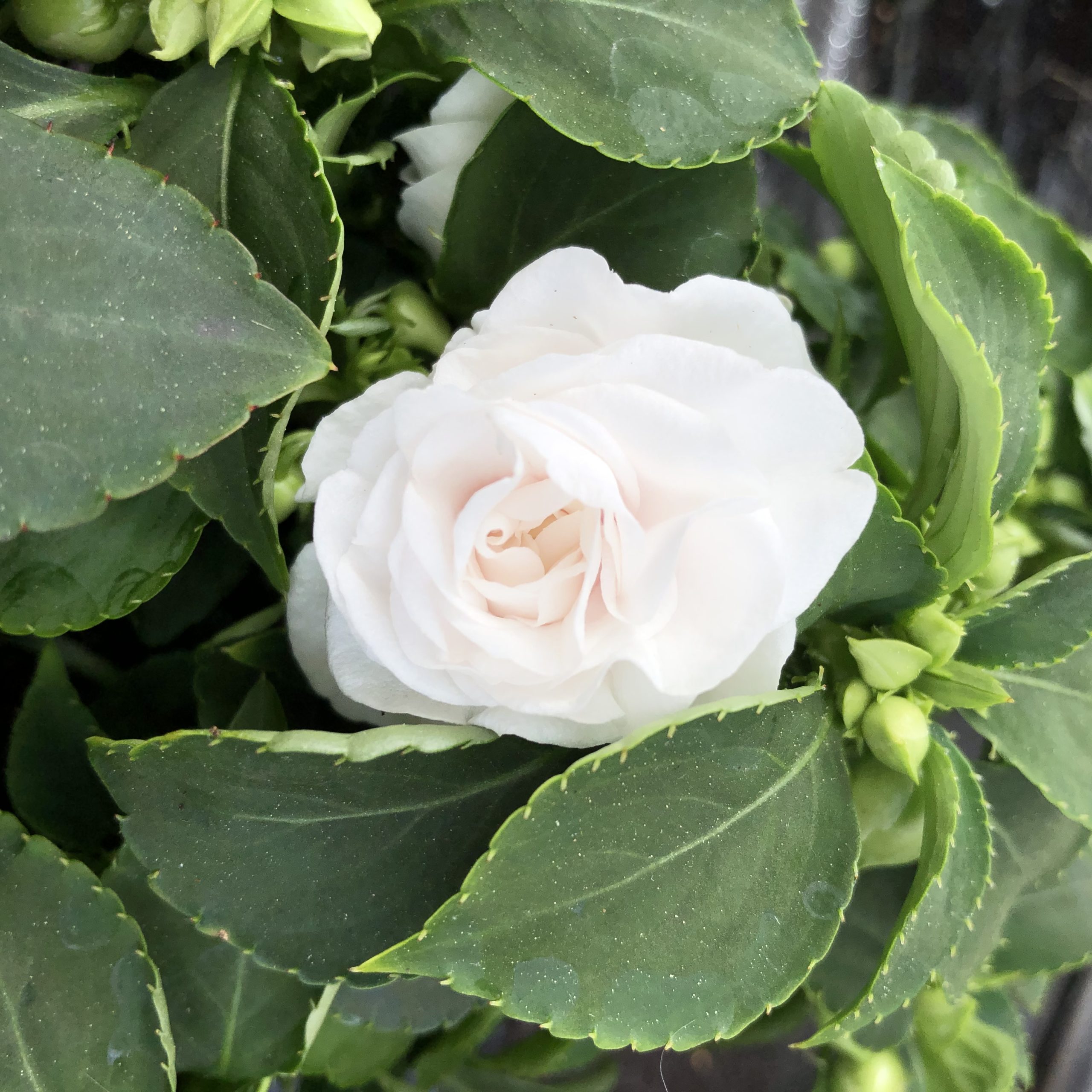 Impatiens Doubles Blanc Pot 11 cm