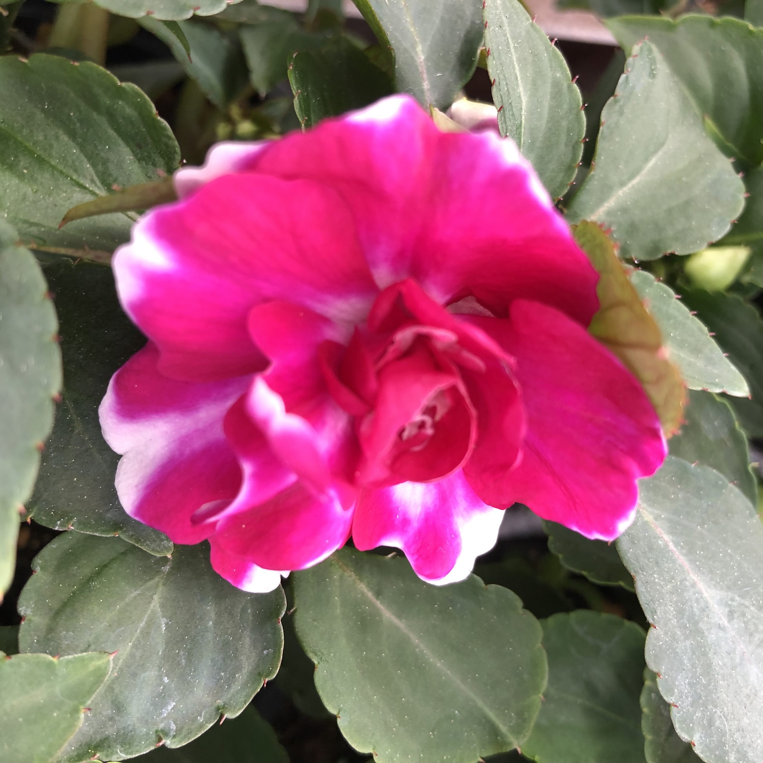 Impatiens Doubles Rose Vif Pot 11 cm Impatiens Doubles Rose Vif Pot 11 cm