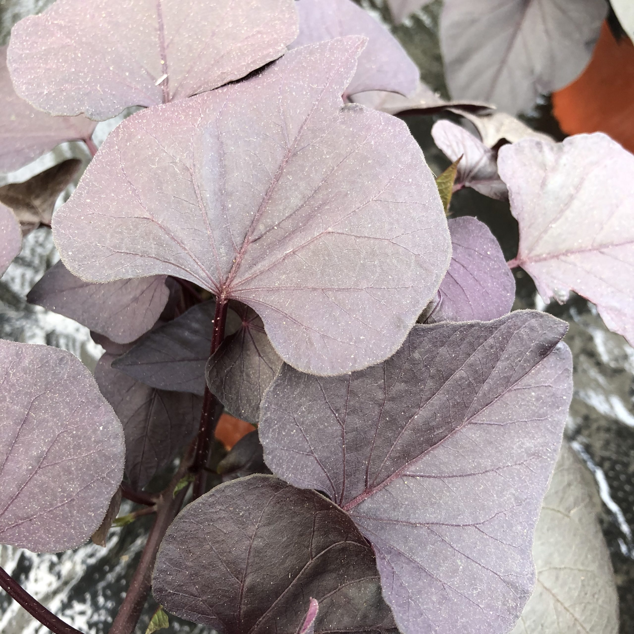 Ipomée Feuilles Larges Brunes Pot 13 cm Ipomée Feuilles Larges Brunes Pot 13 cm
