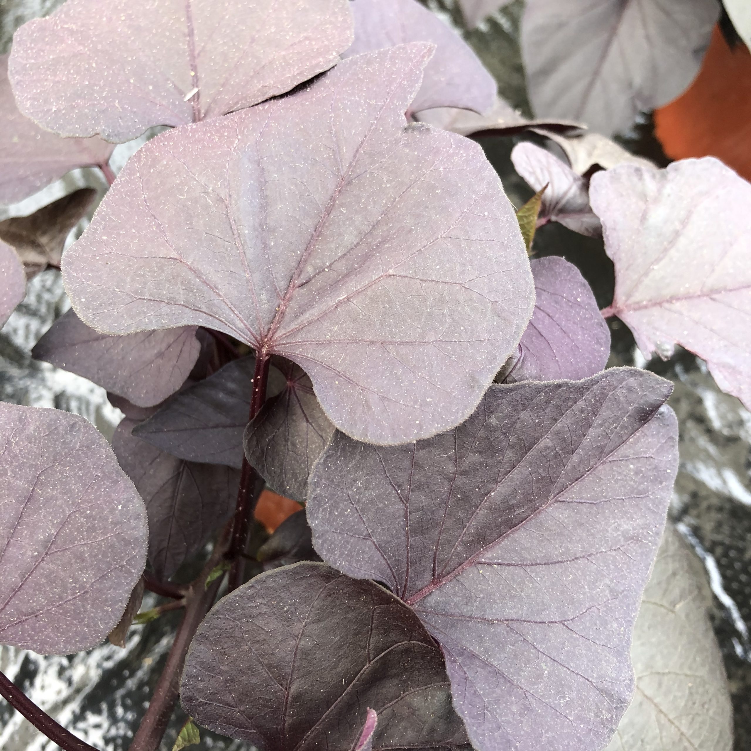 Ipomée Feuilles Larges Brunes Pot 13 cm