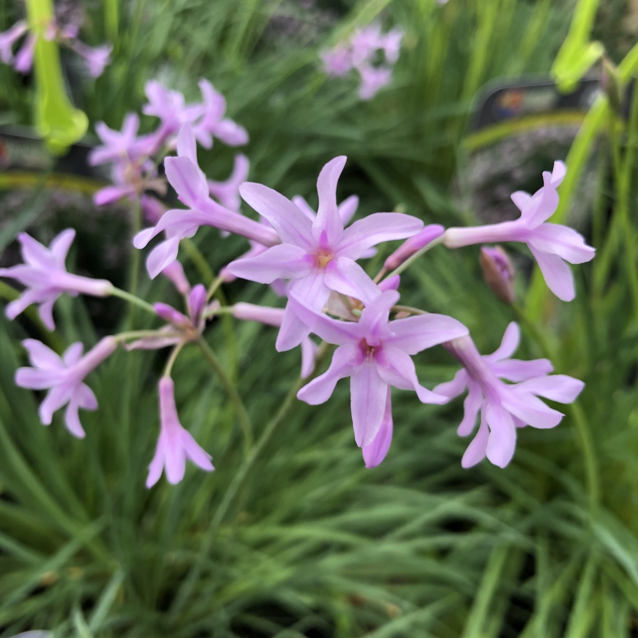 Tulbaghia Violacea Dark Star C4l Tulbaghia Violacea Dark Star C4l