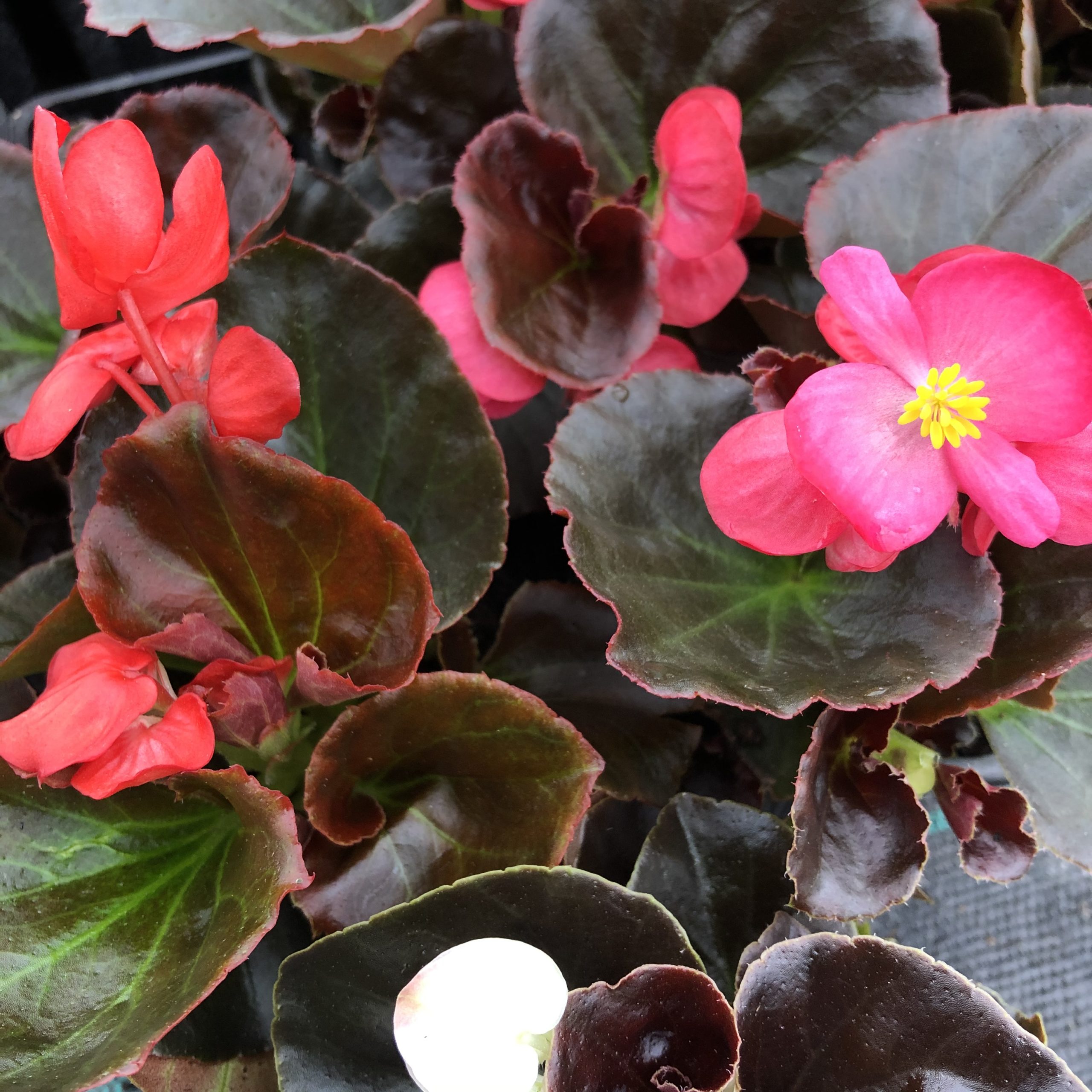 Bégonia à Feuilles Rouges 10 Godet 8 cm