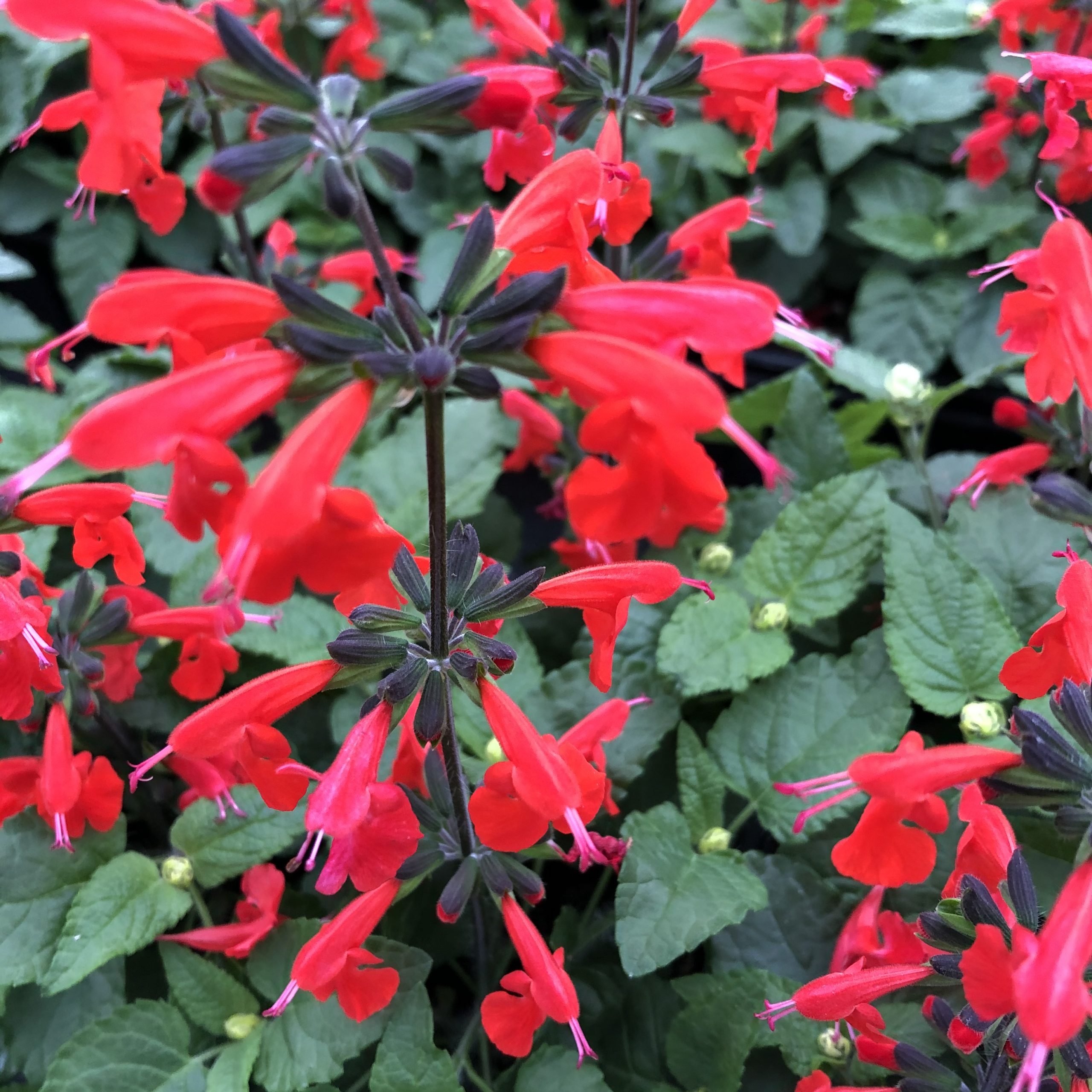 Sauge Coccinea 10 godets 8 cm Sauge Coccinea 10 godets 8 cm