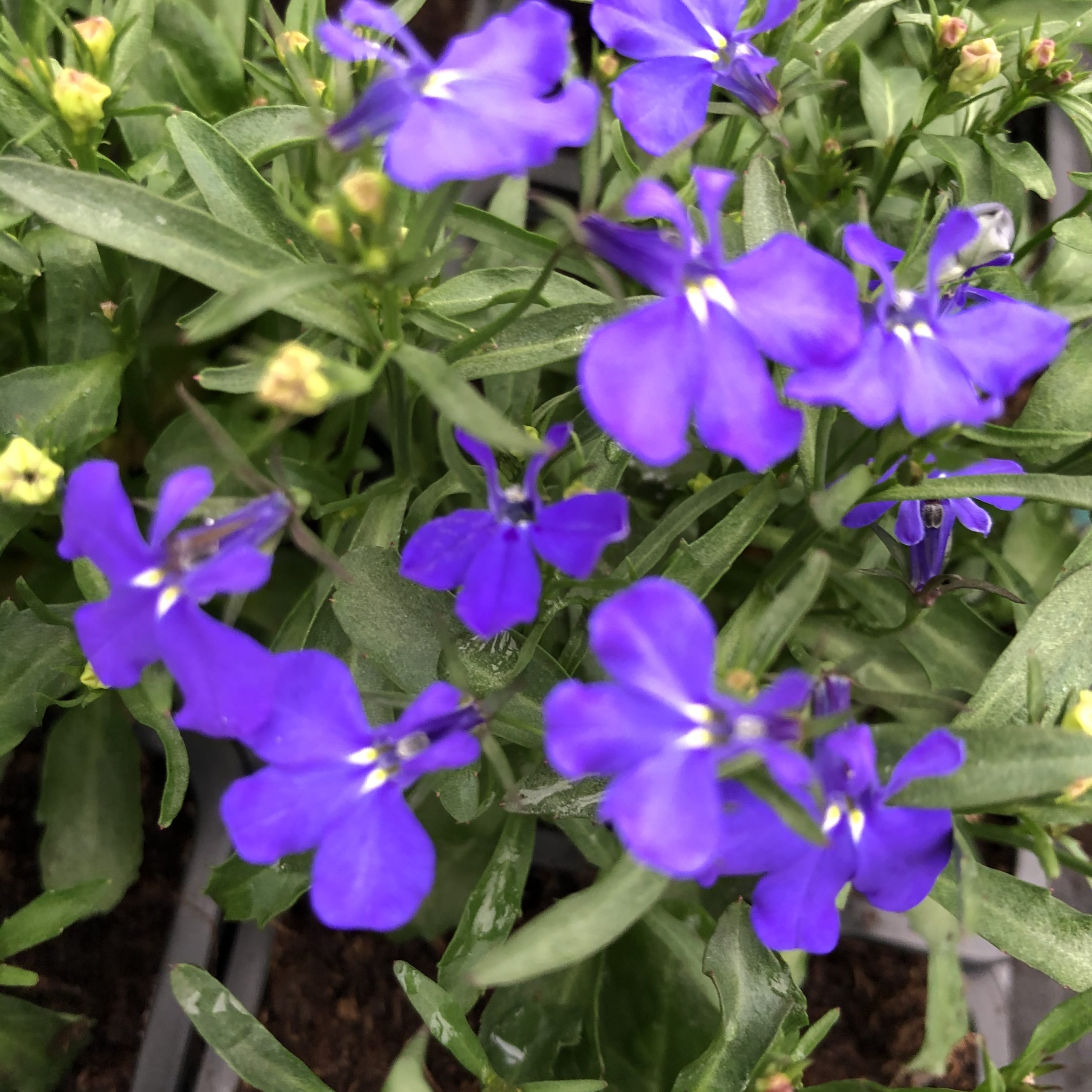 Lobélia Bleu 10 godets 8 cm Lobélia Bleu 10 godets 8 cm