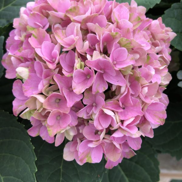 Hortensia Macrophylla rose pale 2 litres