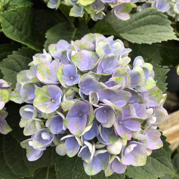 Hortensia Macrophylla bleu 2 litres