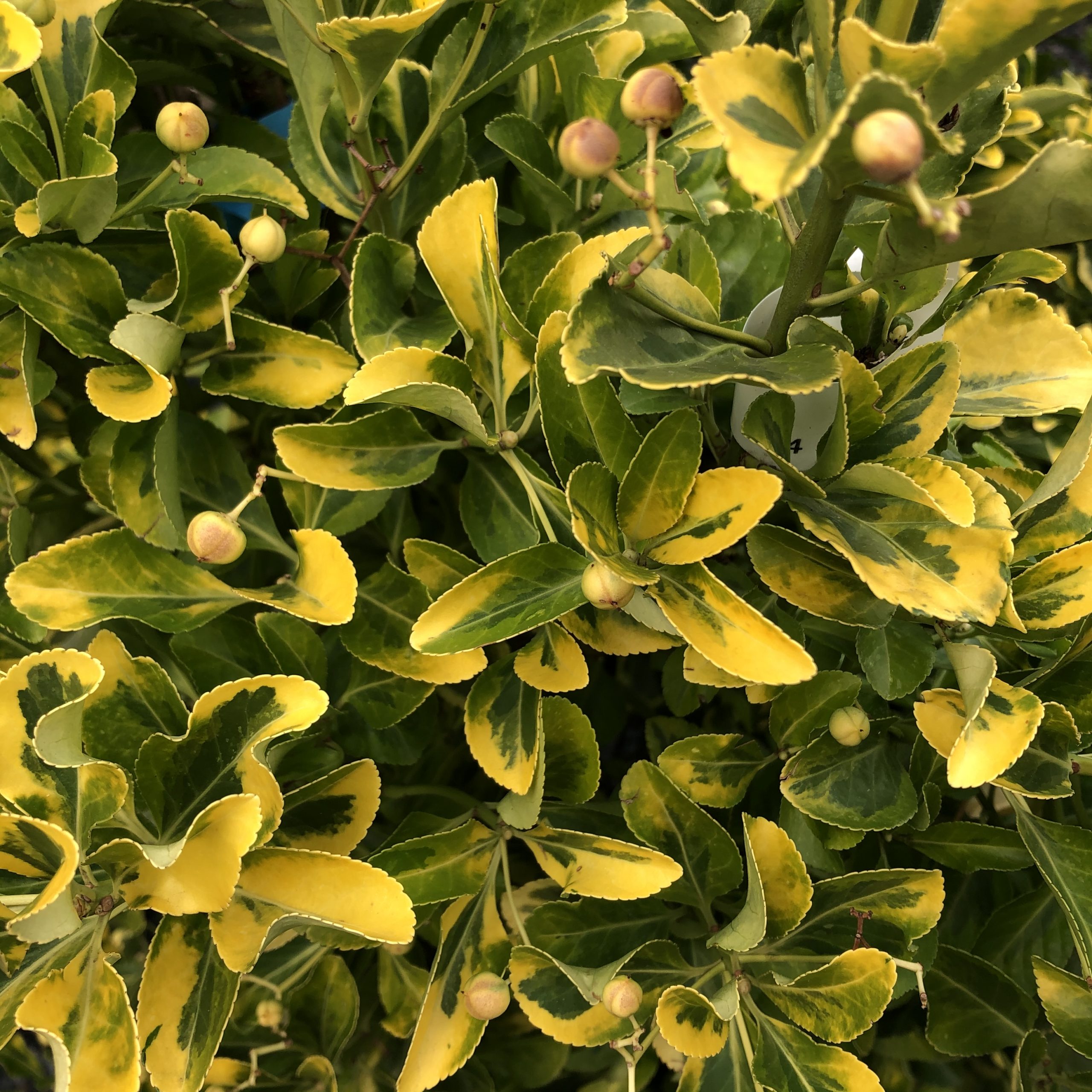 Euonymus Japonica Aureus C18l Euonymus Japonica Aureus C18l