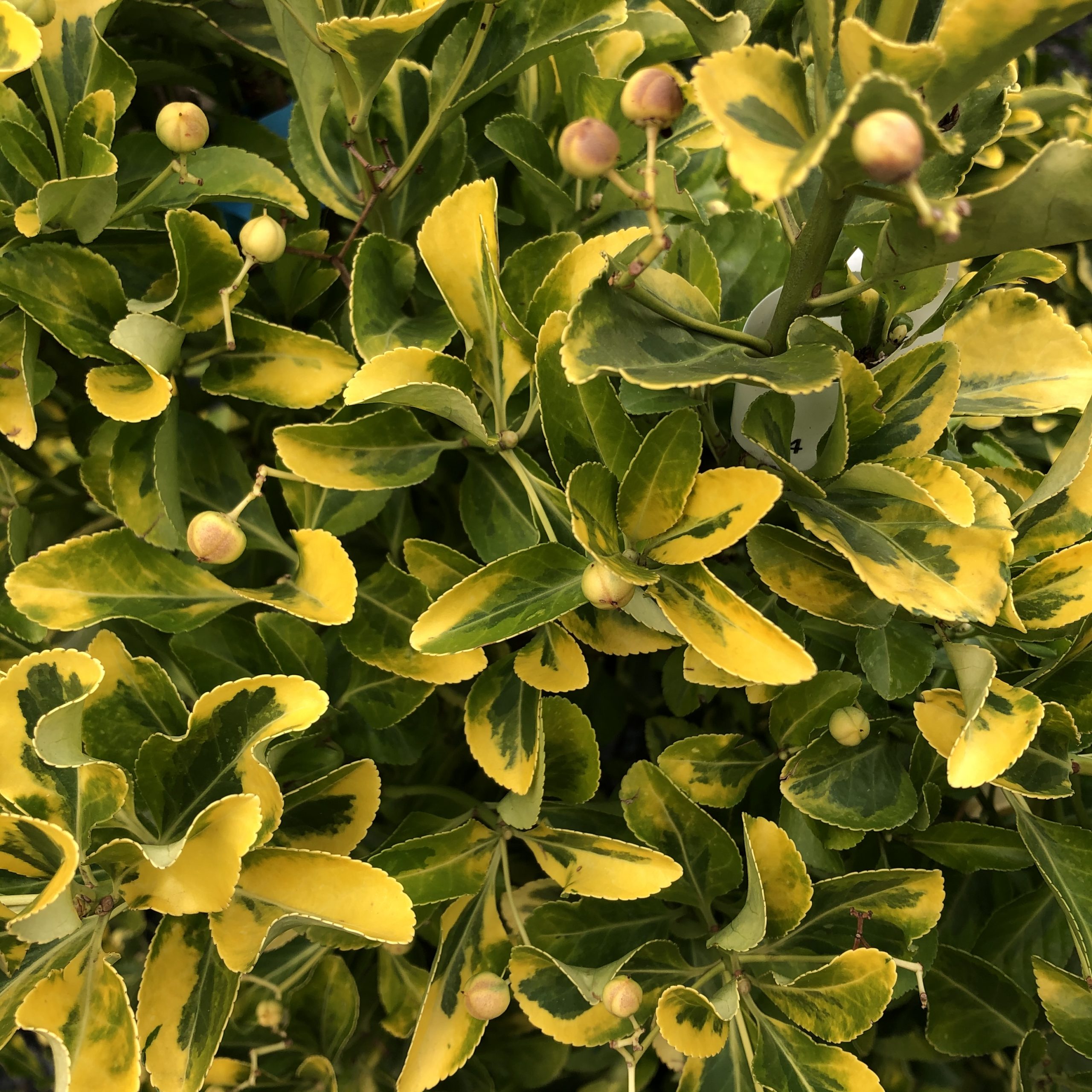 Euonymus Japonica Aureus C18l