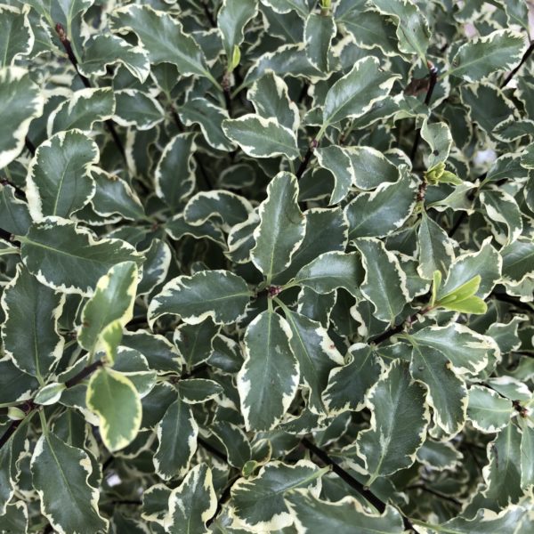Pittosporum Variegatum C 7.5 litres