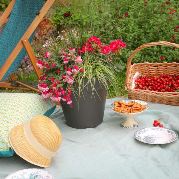 Joli Pot Rose – Image 3