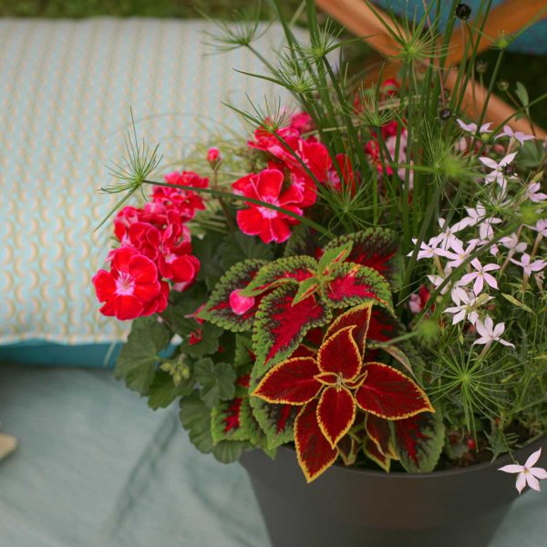 Joli Pot Rose – Image 2