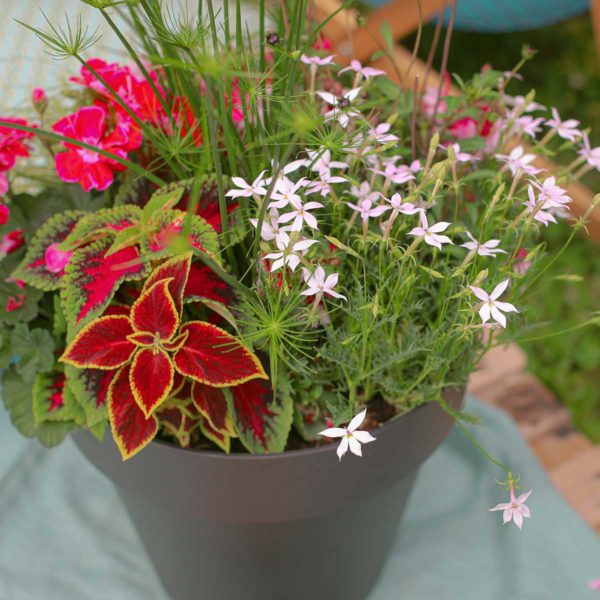 Joli Pot Rose – Image 4