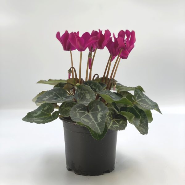 CYCLAMEN MINI pot 10.5 cm