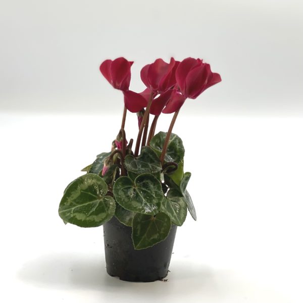 CYCLAMEN MICRO pot 6 cm