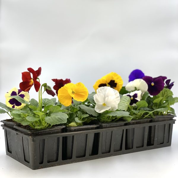 Pensée Grosses Fleurs 10 Godets 8cm