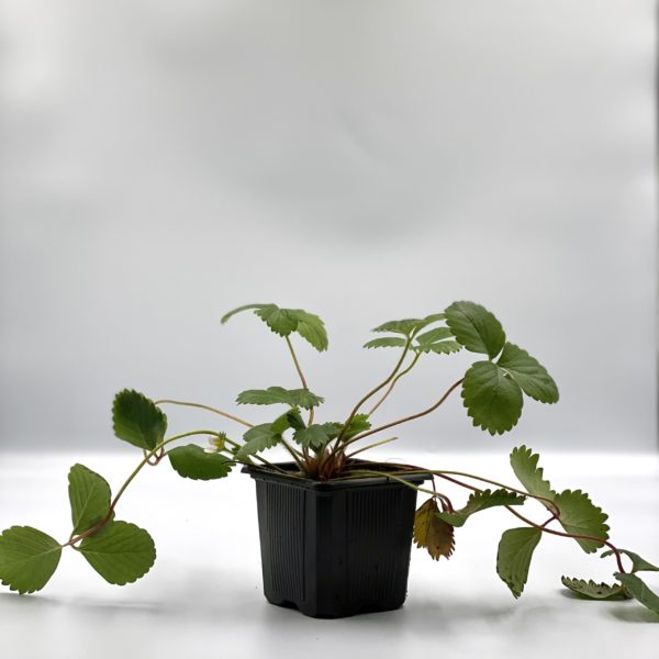 Fraisiers  Mara des bois godet 8 cm