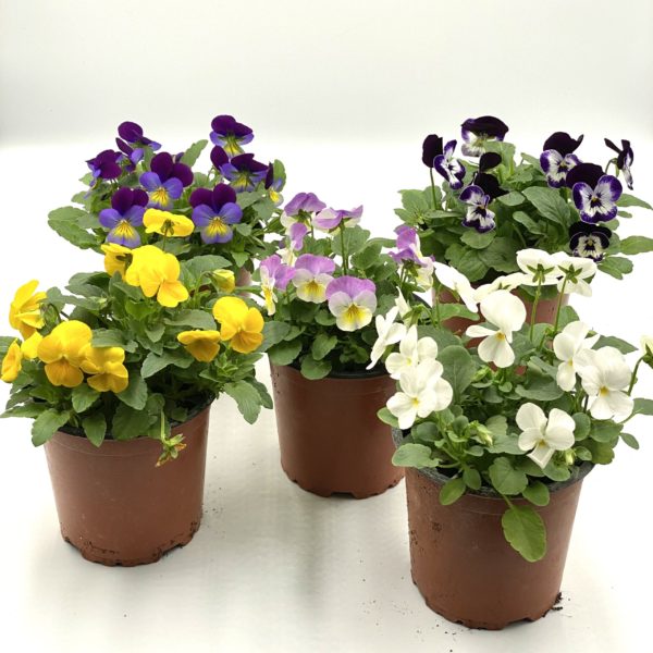 Pensée Viola Cornuta Couleurs Varièes Pot 11 cm