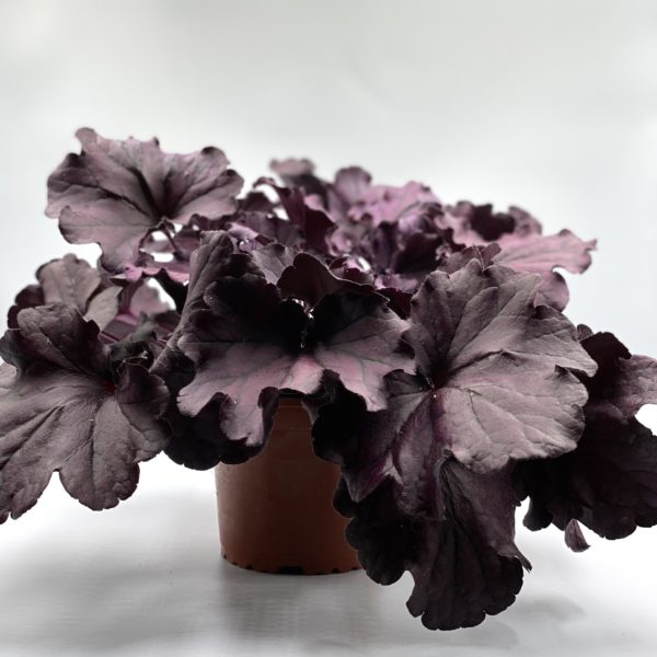 Heuchère Pourpre Pot 13 cm