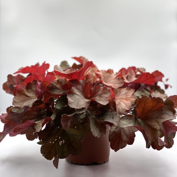 Heuchère Rouge Pot de 13 cm