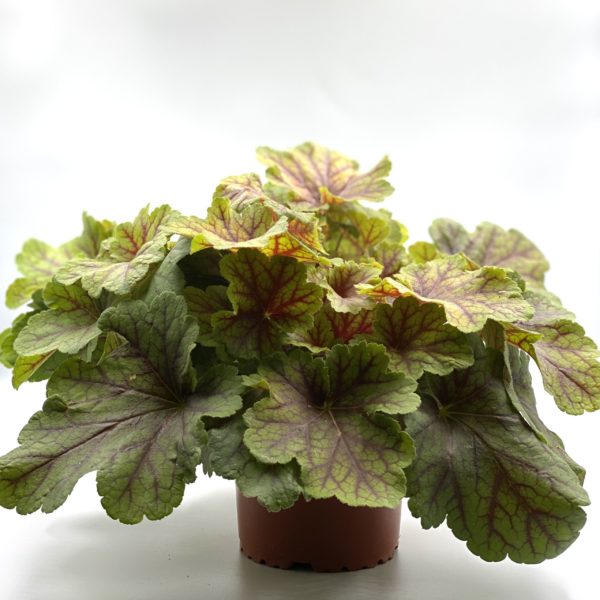 Heuchère Vert Pot 13 cm