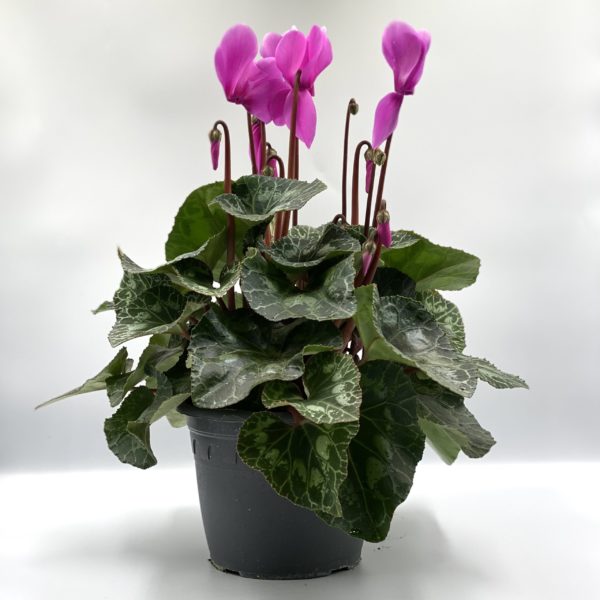 CYCLAMEN HALIOS pot de 13 cm