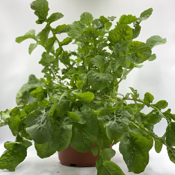 ROQUETTE pot 2l