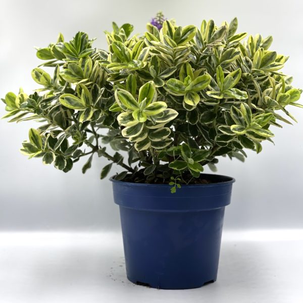 VÉRONIQUES PANACHE pot 17 cm