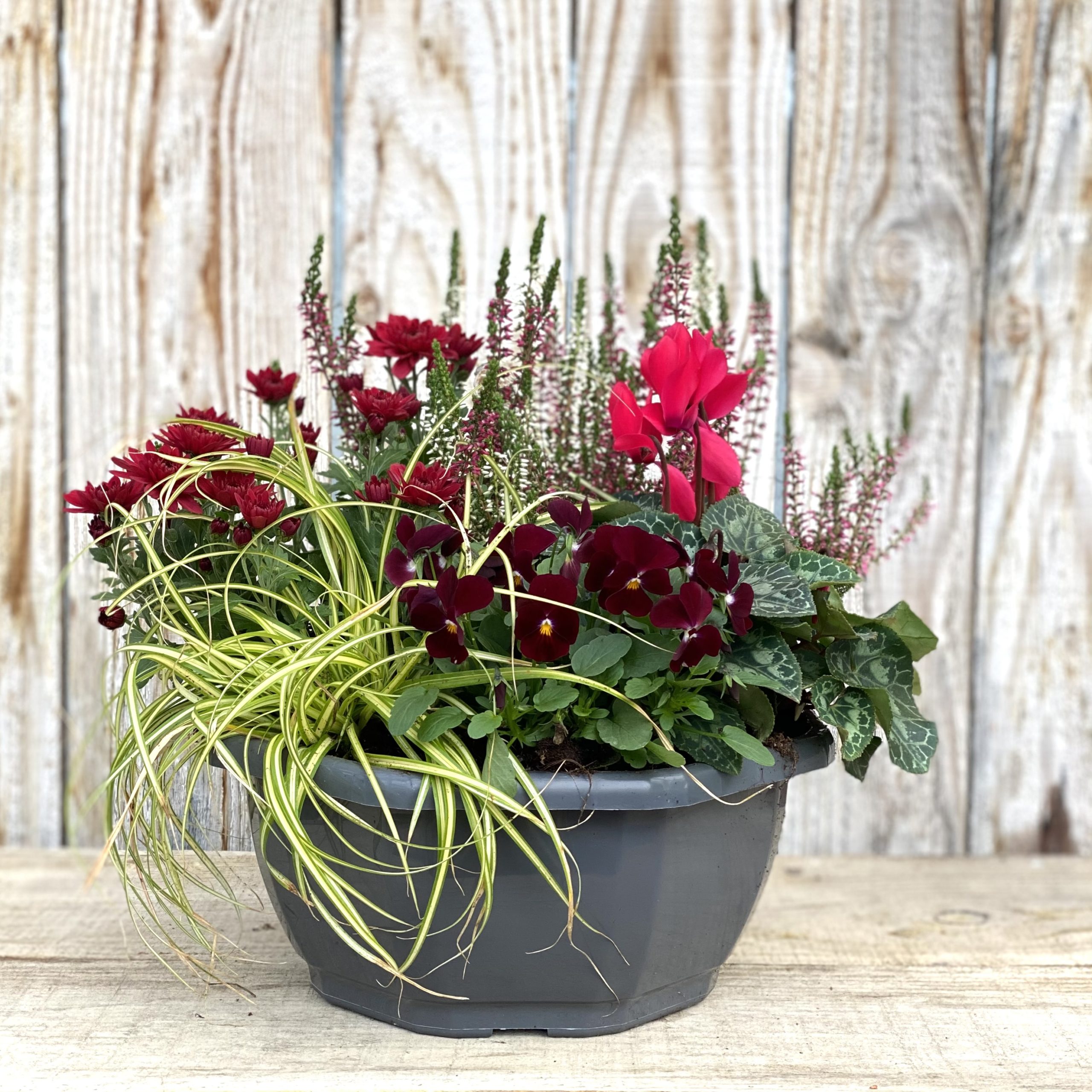 COMPOSITION DE 5 PLANTES coupe de 27 cm