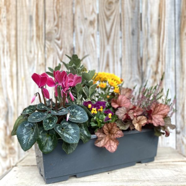 JARDINIÈRE 6 PLANTES - jardinière 50 cm