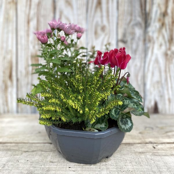 COMPOSITION DE 4 PLANTES coupe 23 cm