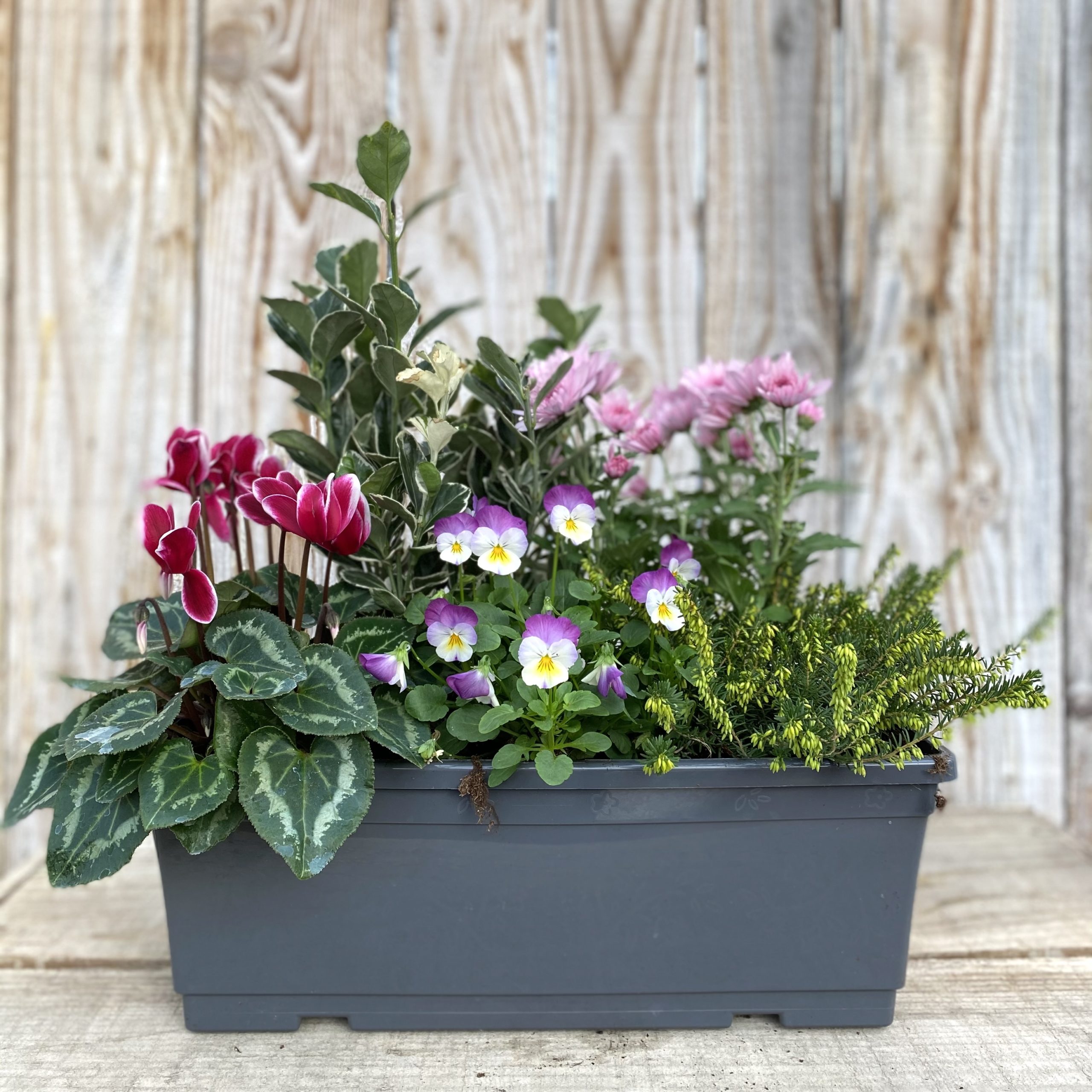 JARDINIERE DE 5 PLANTES jardinière de 40 cm