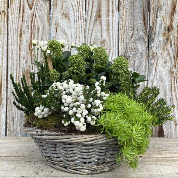 COMPOSITION DE PLANTES Panier Osier 35 cm