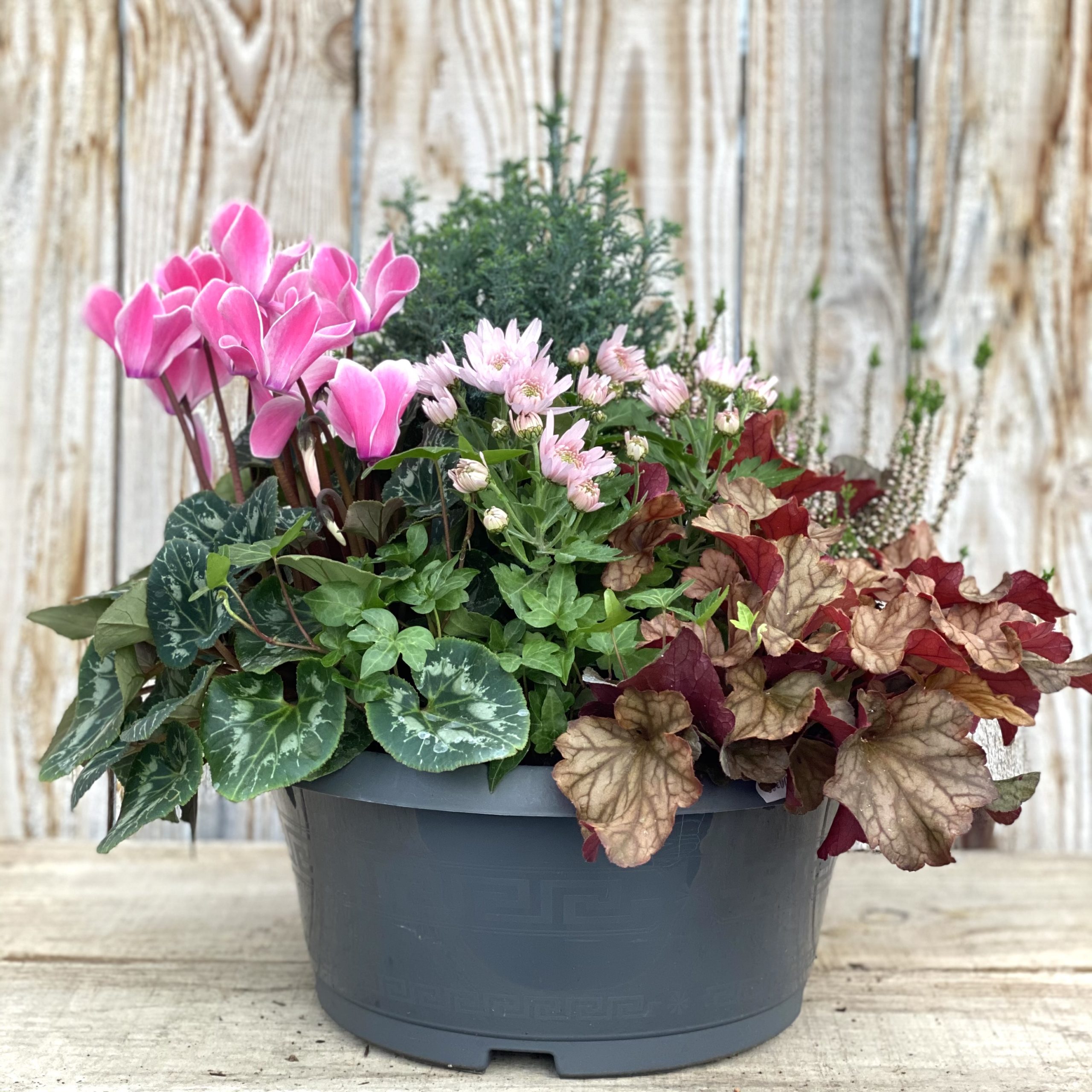 COMPOSITION DE 6 PLANTES coupe de 35 cm