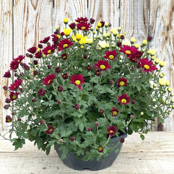 CHRYSANTHEME PETITES FLEURS coupe 27 cm