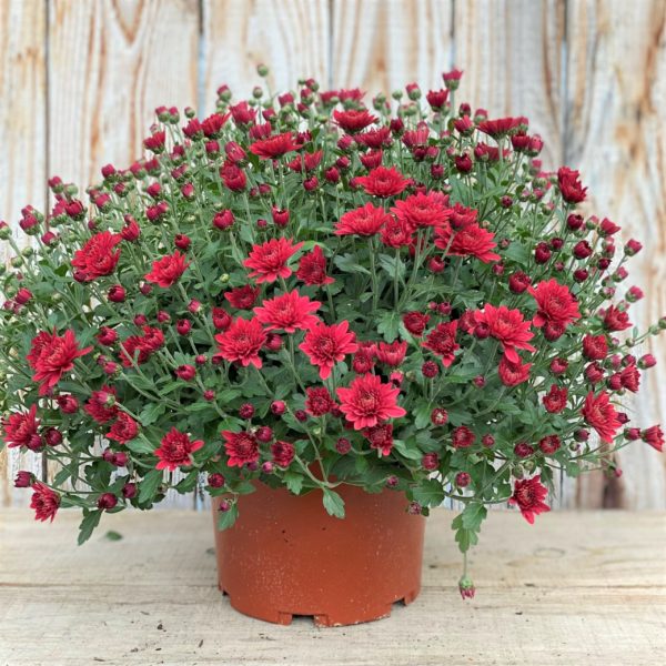 CHRYSANTHEME PETITES FLEURS pot 17 cm ROUGE