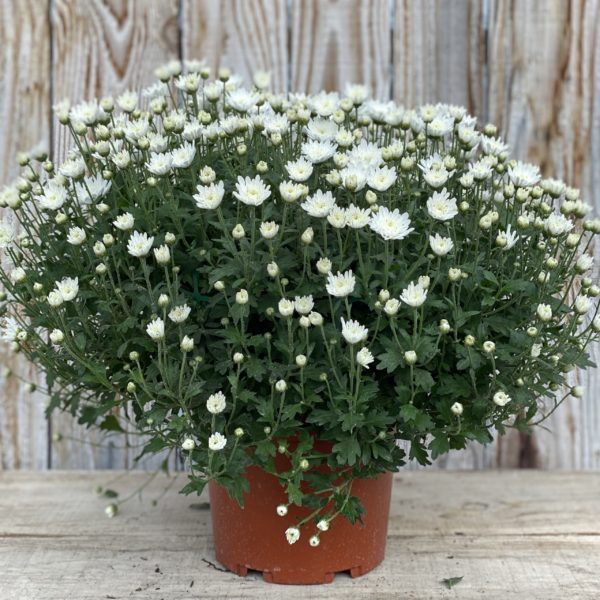 CHRYSANTHEME PETITES FLEURS pot 17 cm BLANC