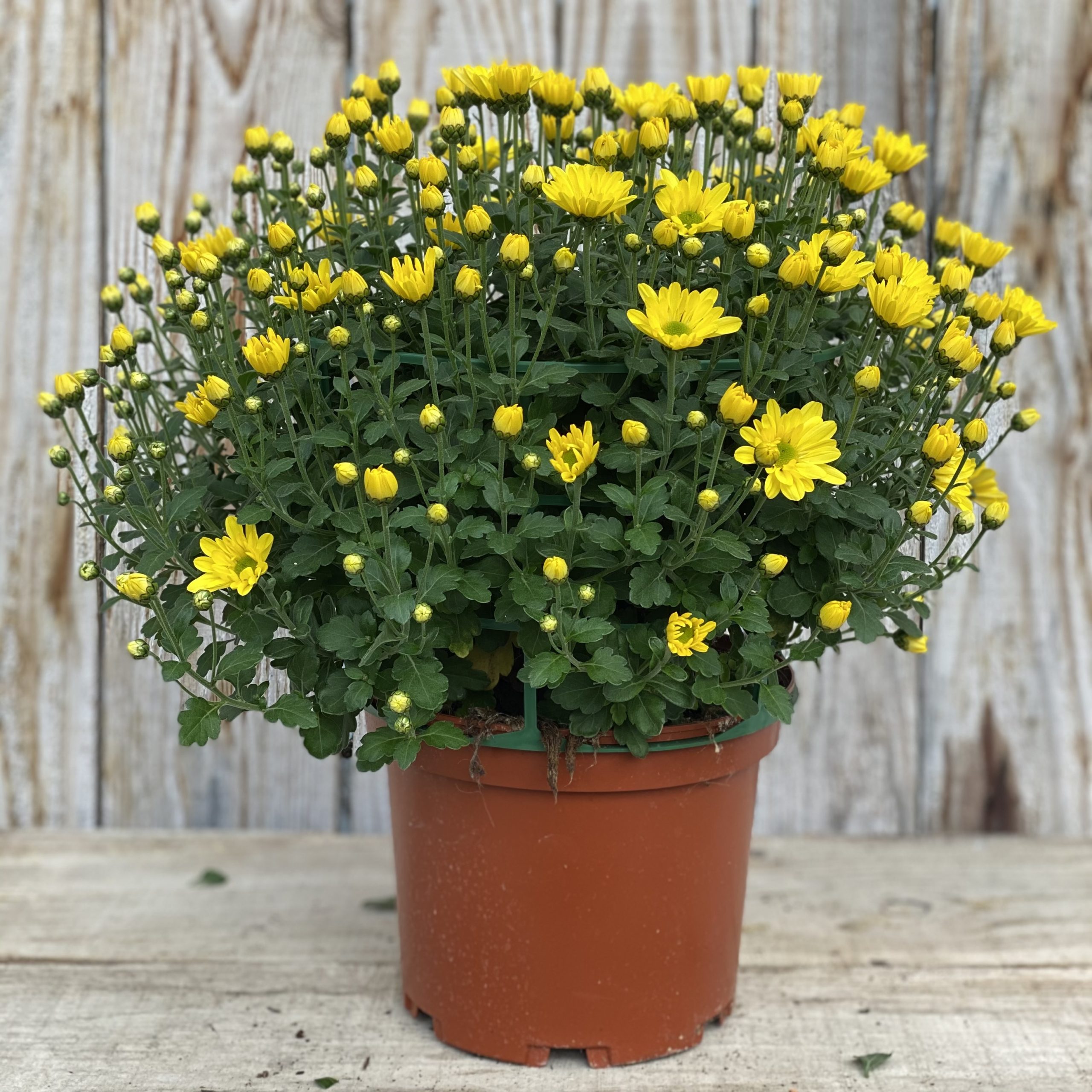 CHRYSANTHEME PETITES FLEURS Pot 17 cm JAUNE - Le Jardin du Rudel