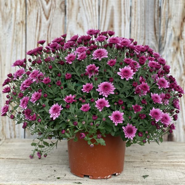 CHRYSANTHEME PETITES FLEURS pot 17 cm ROSE