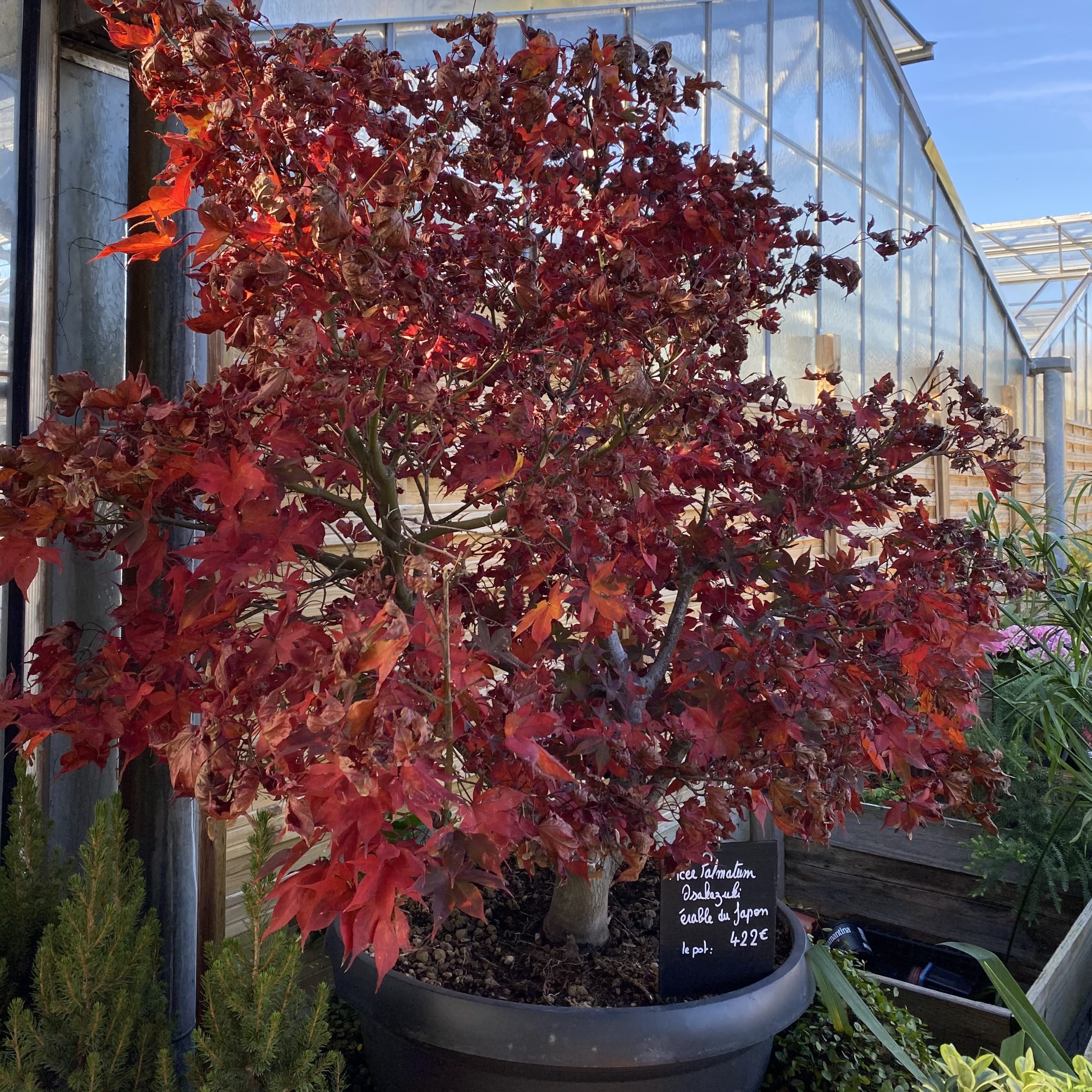 Acer Palmatum (Erable du Japon) Osaksuzi Forme Bonzaï