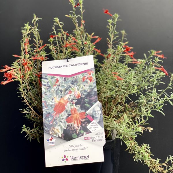 Fuschia de Californie Pot 4 litres
