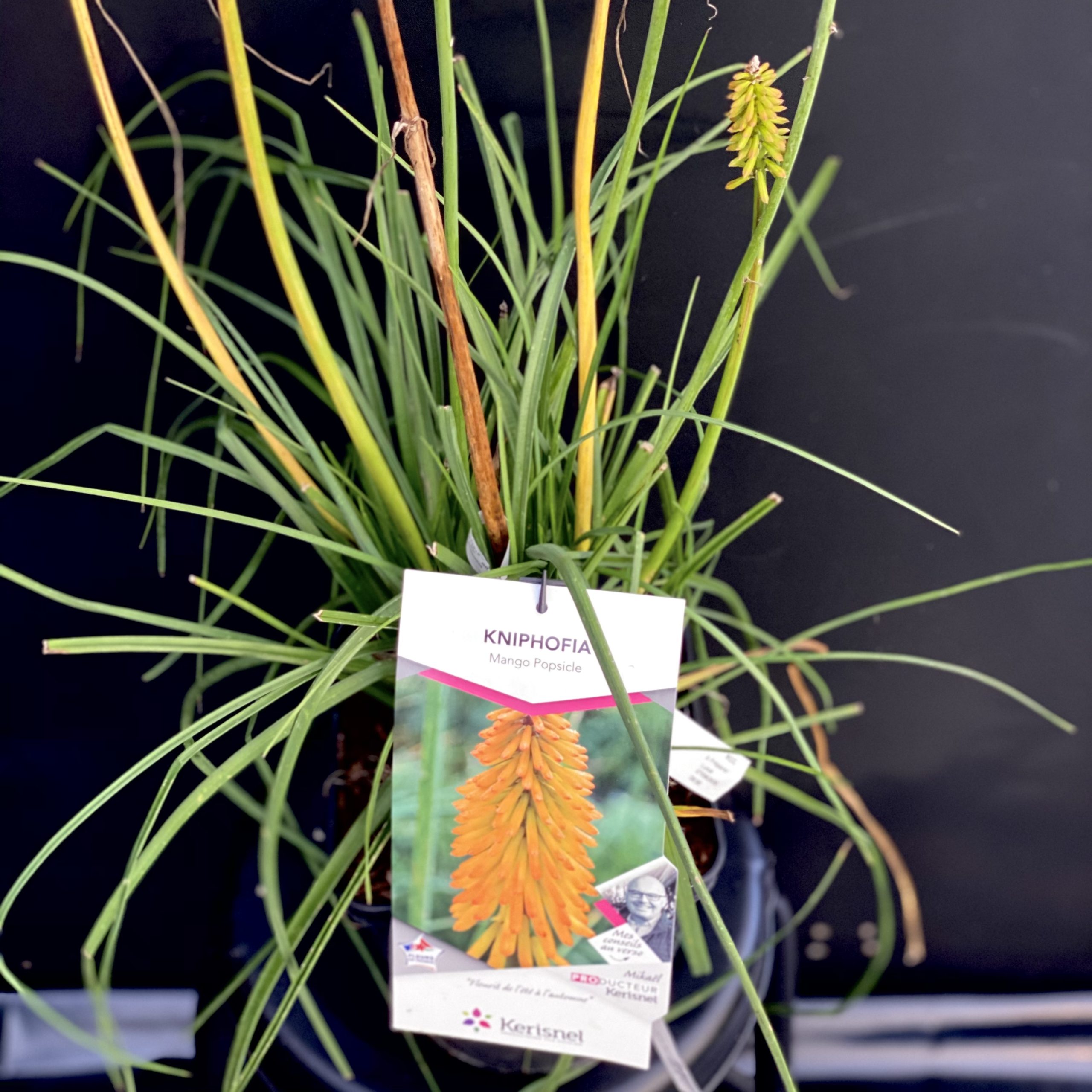 Kniphfia Pot 4 litres