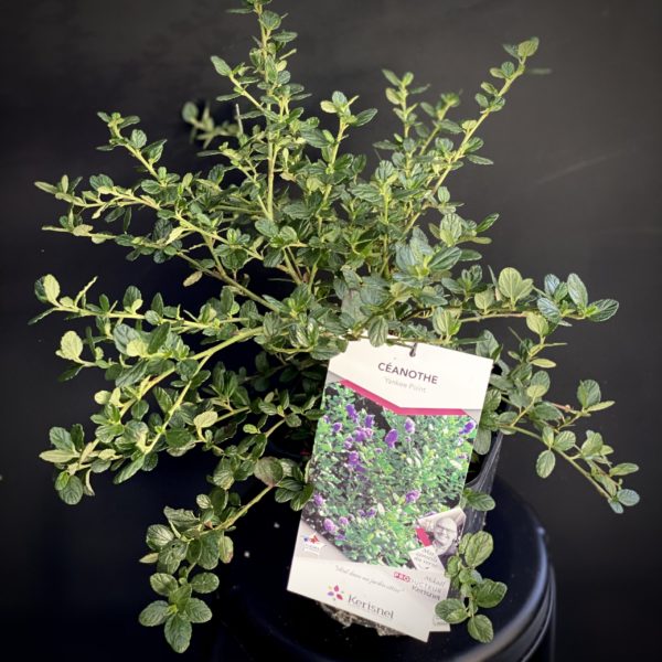 Céanothe Yankee Point Pot 3 litres