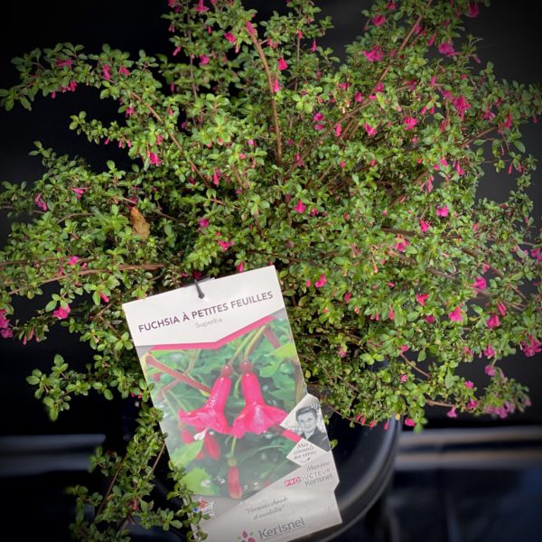 Fuschia microphyla à petites feuilles - Pot 4 litres
