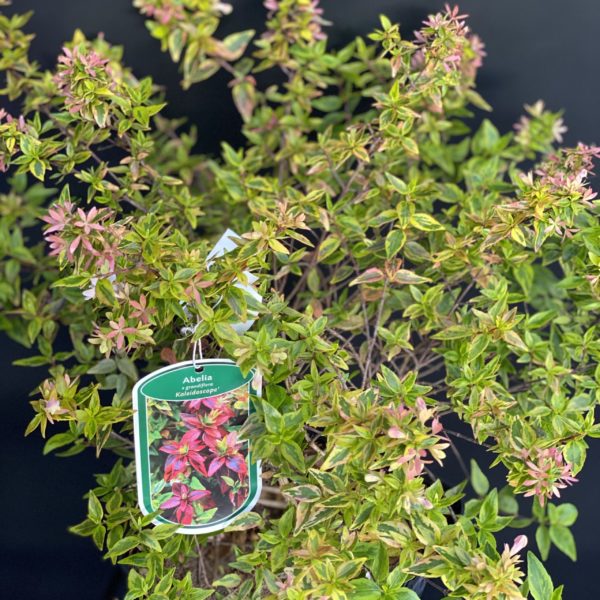 Abélia grandiflora Kaleidoscope Pot 4 l
