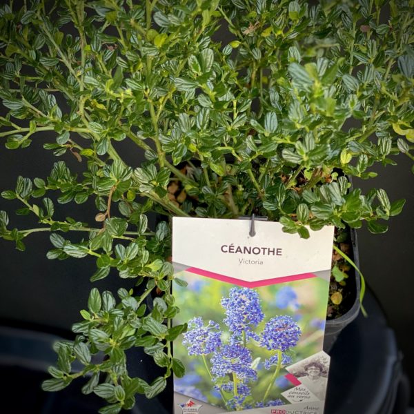 Céanothe Victoria Pot 4 litres